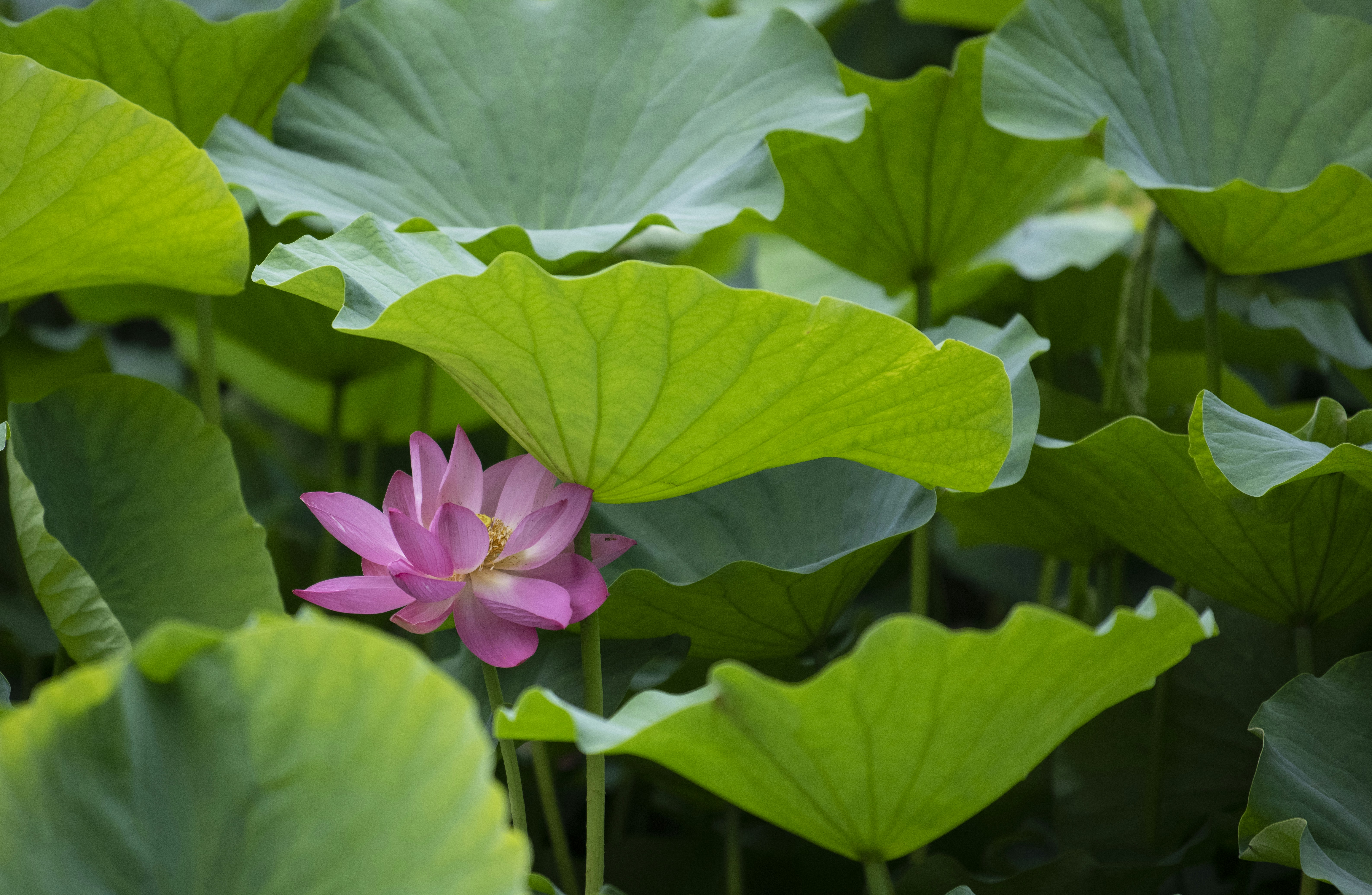 Photo by wangvictor222