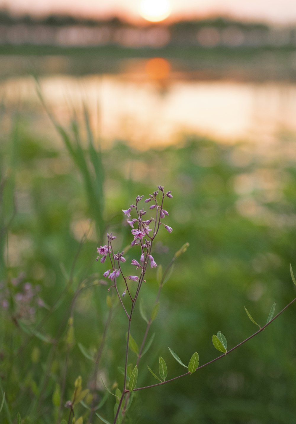 purple flower in tilt shift lens