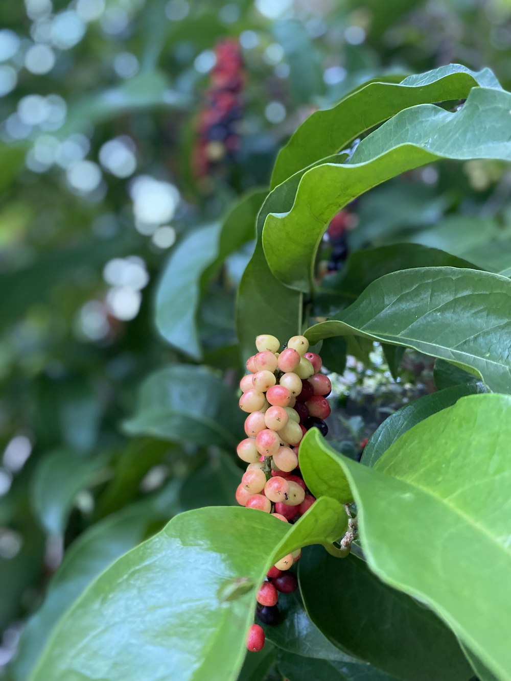 green leaves with red round fruits