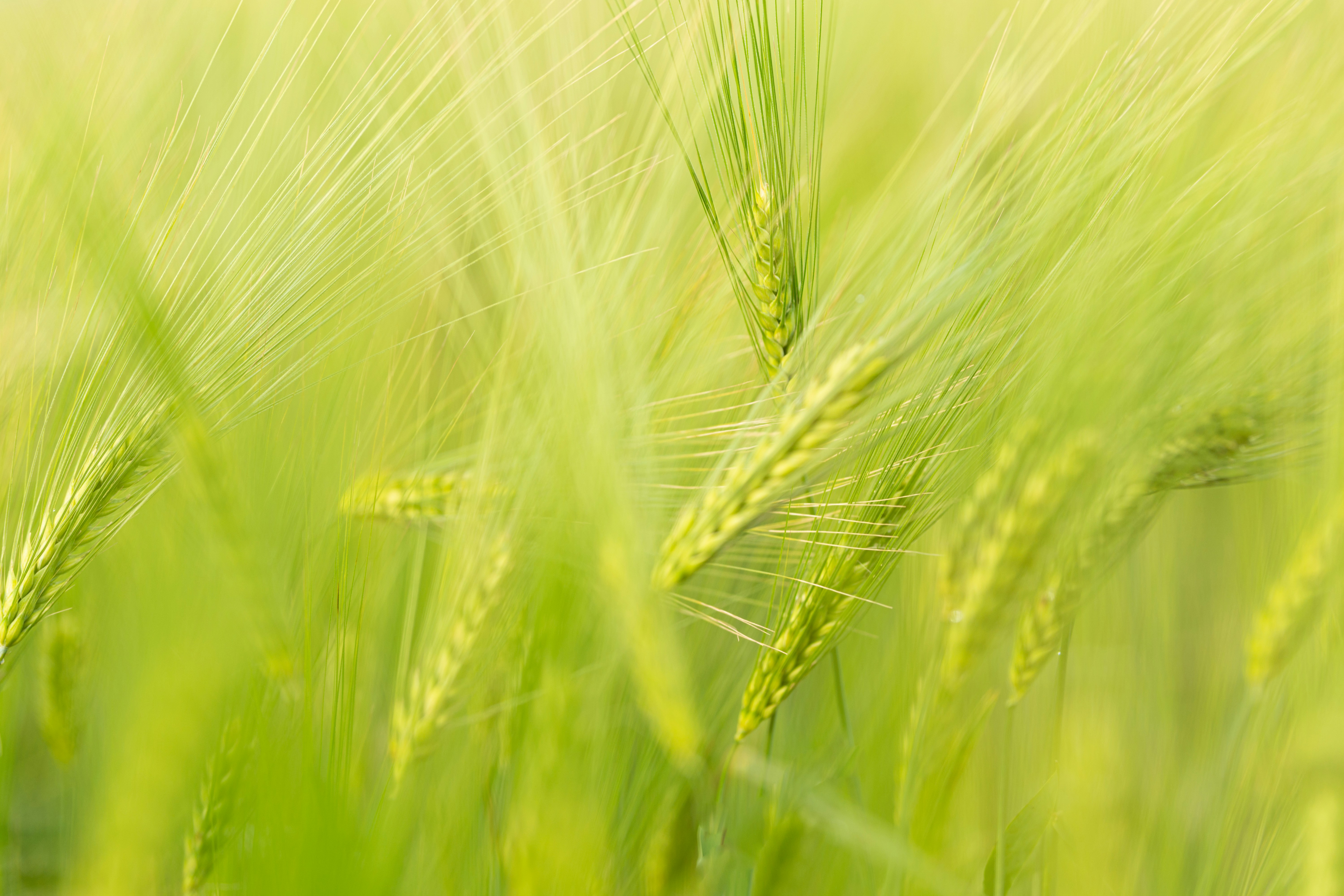green wheat in close up photography