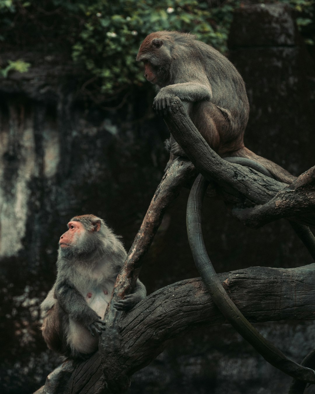 brown monkey on brown tree branch during daytime