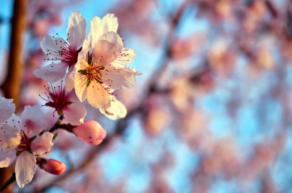 white cherry blossom in close up photography