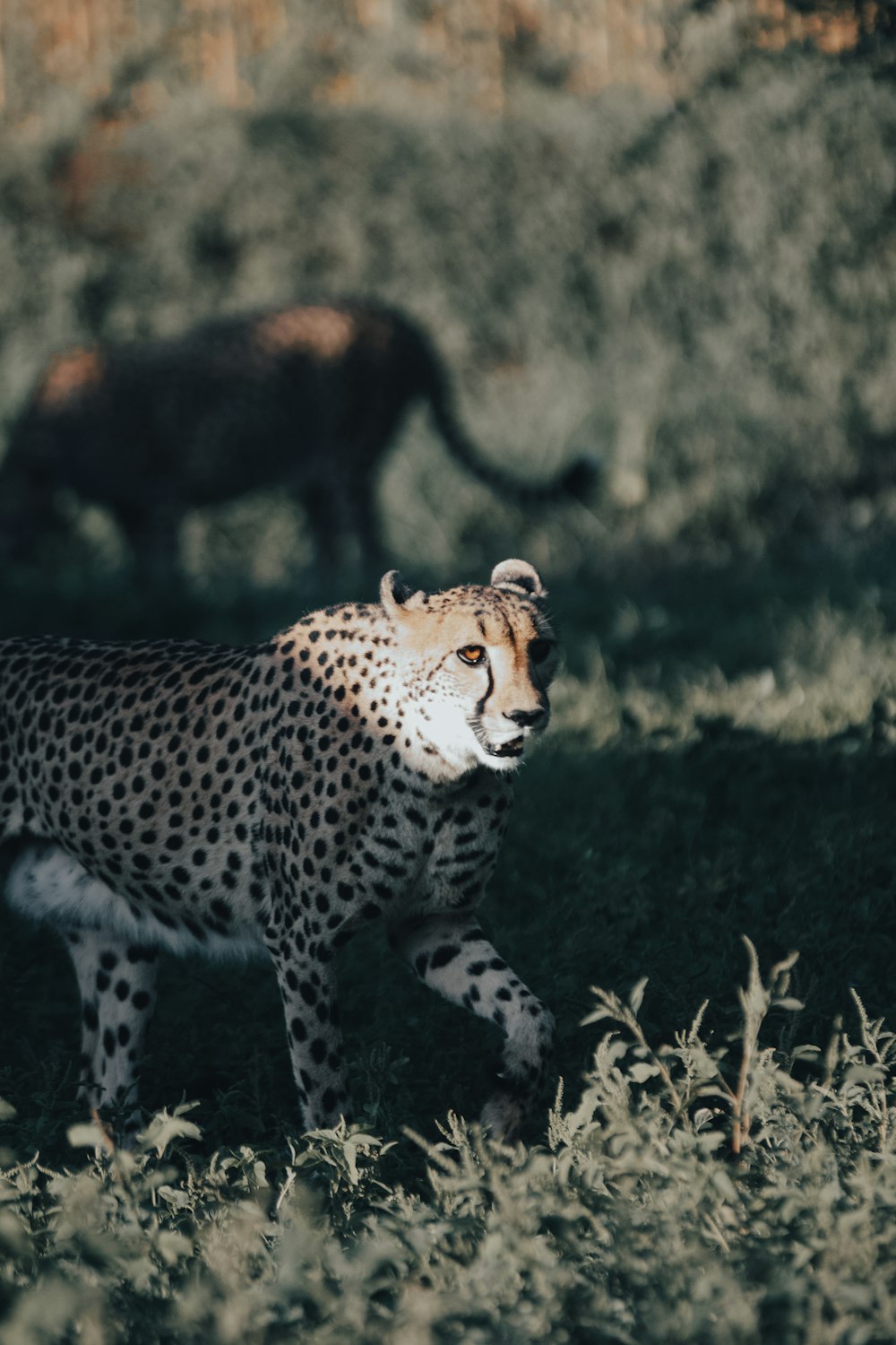 cheetah on green grass field during daytime