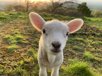 white sheep on green grass field during daytime