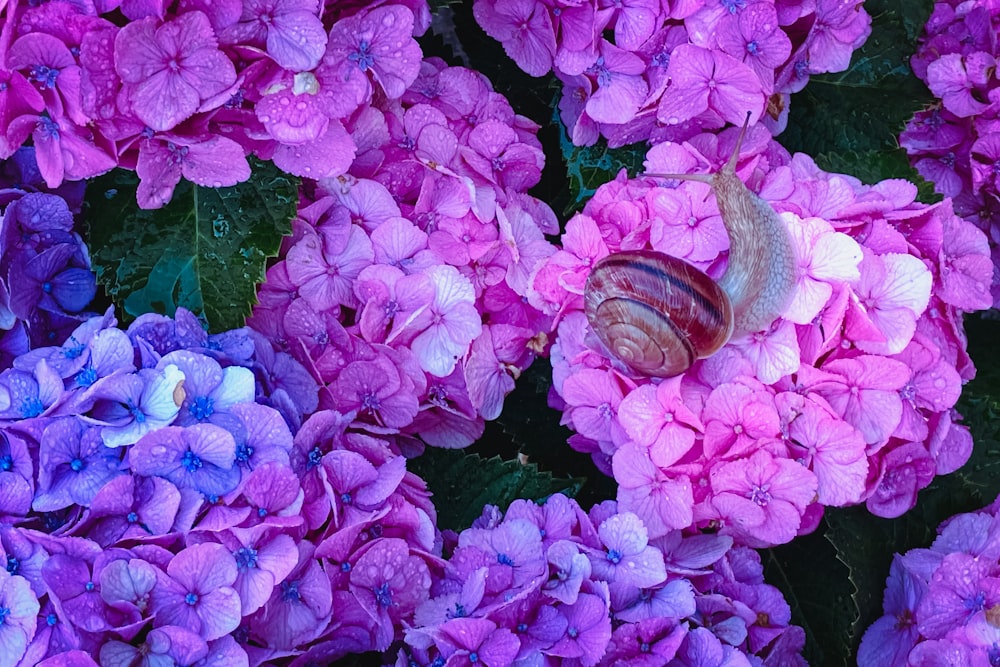 purple flowers with green leaves