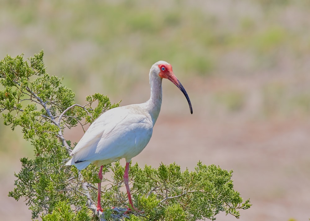 white stork perched on green grass during daytime