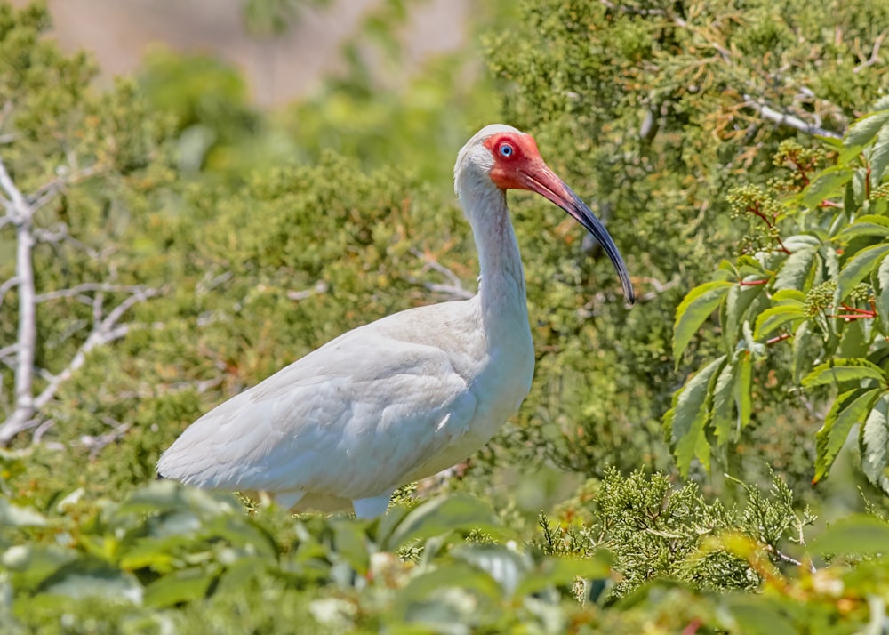 white bird on green grass during daytime