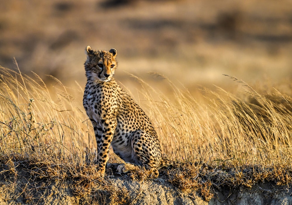 cheetah walking on brown grass field during daytime