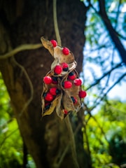 A close-up view of a cluster of bright red seeds encased within dry, brown seed pods, set against a blurry background of tree trunks and green foliage.