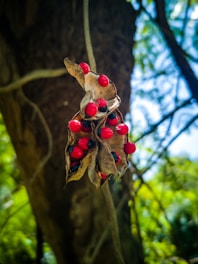 A close-up view of a cluster of bright red seeds encased within dry, brown seed pods, set against a blurry background of tree trunks and green foliage.