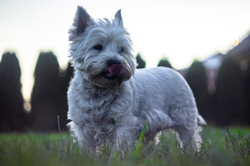 white long coat small dog on green grass field during daytime