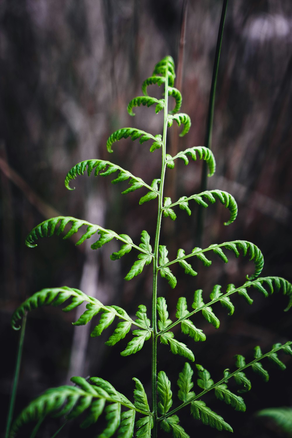 green fern plant in close up photography