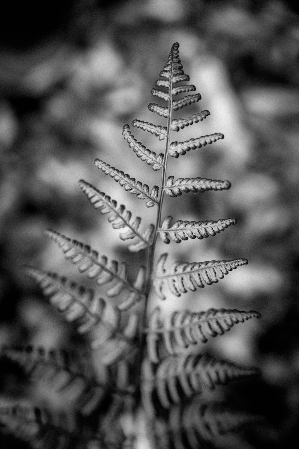 grayscale photo of plant with water droplets
