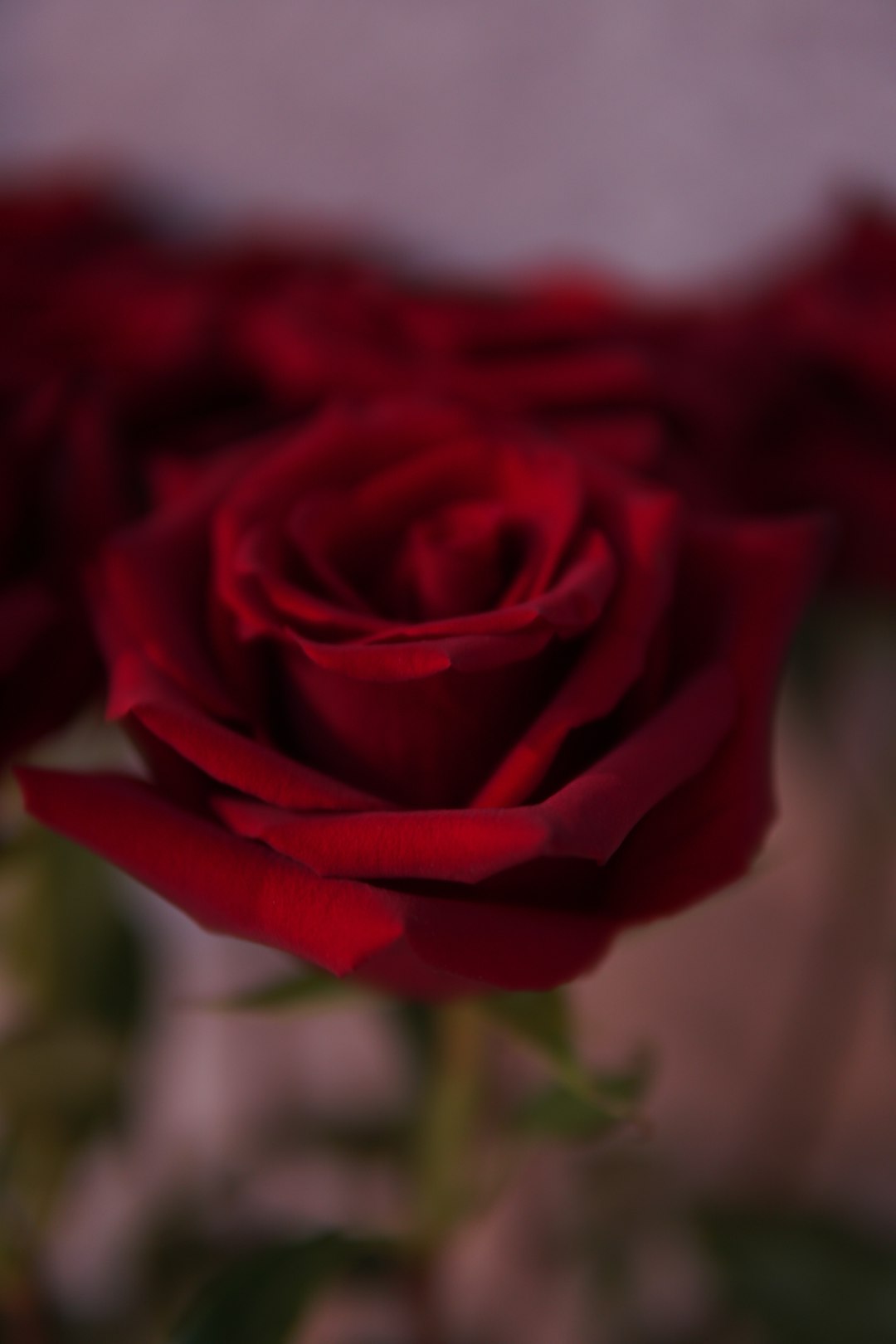 red rose in close up photography