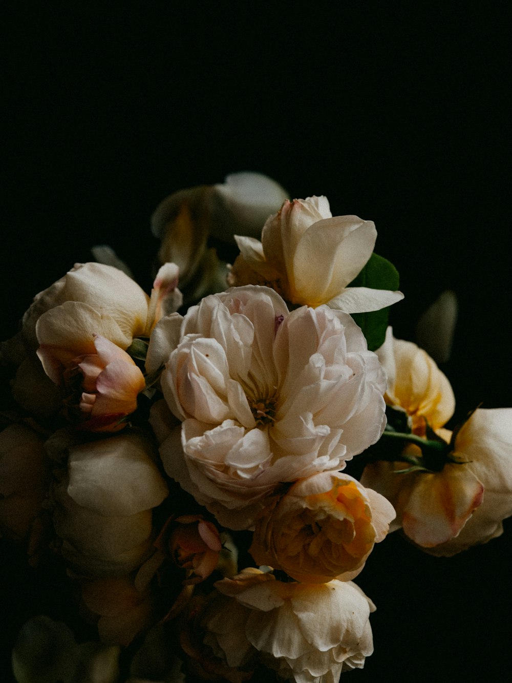 white and orange flower in black background