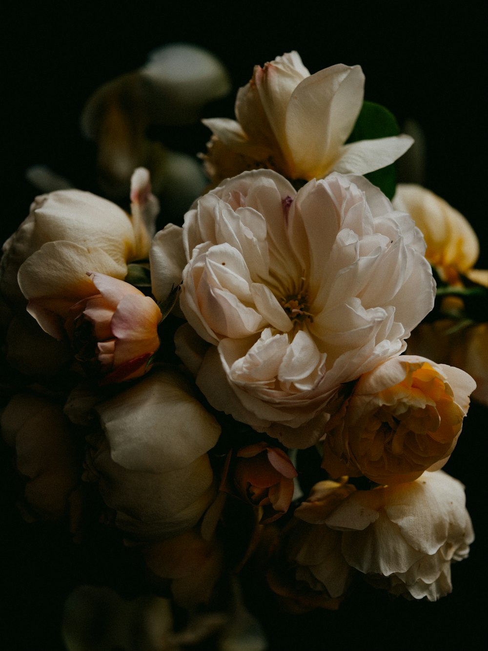 white flower in macro shot