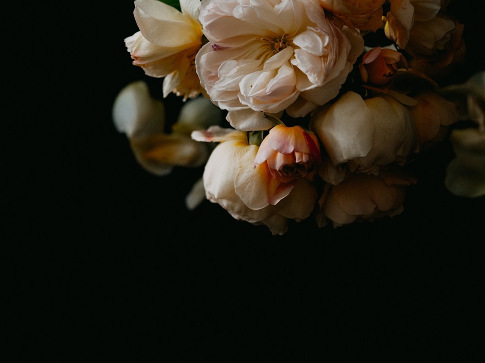 white flower in black background