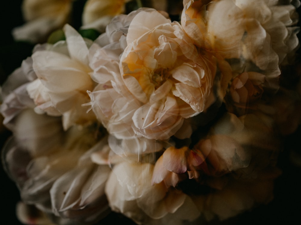 white and yellow flower in close up photography