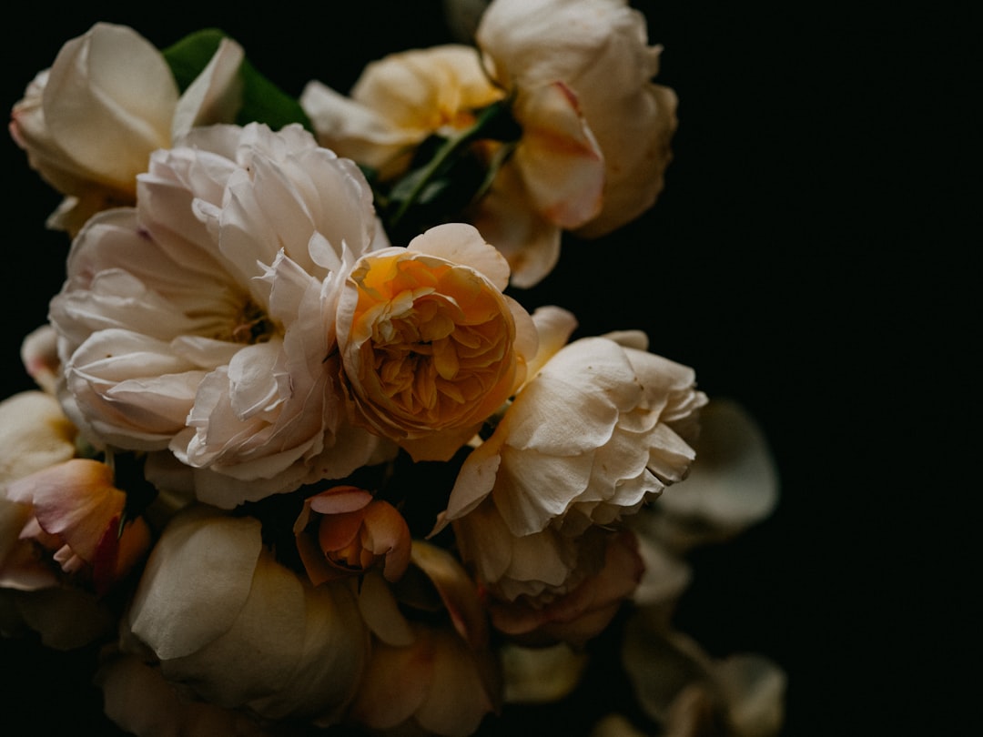 white and yellow flower in close up photography