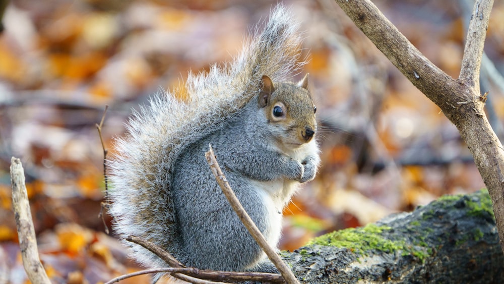 écureuil gris sur une branche d’arbre brune pendant la journée