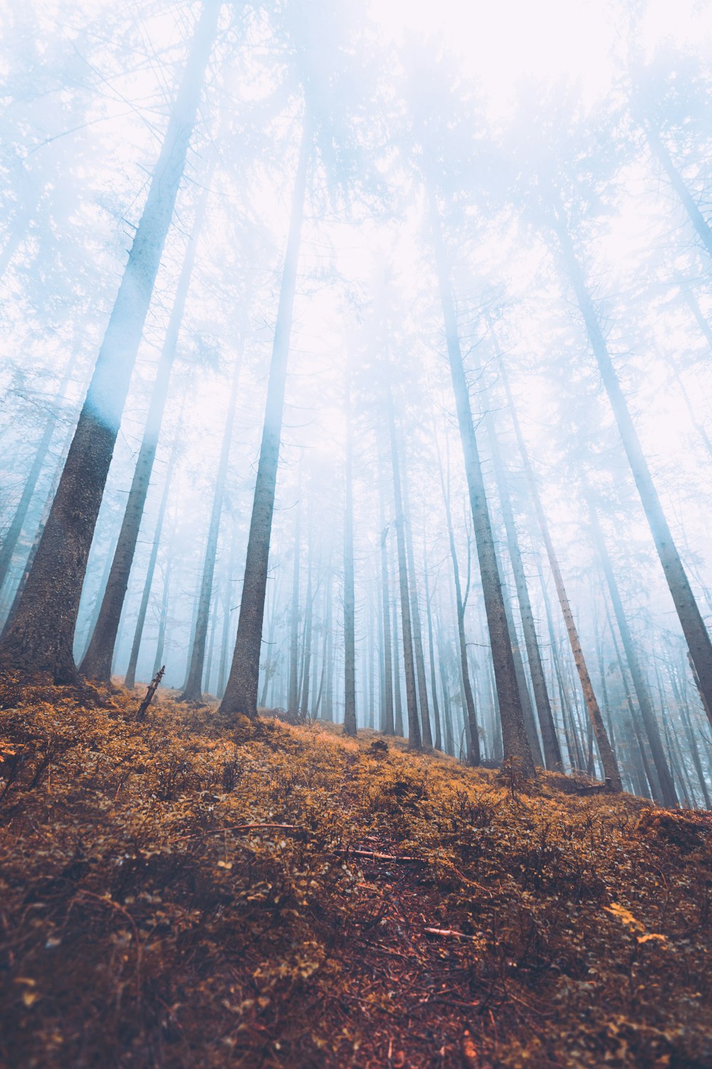 a forest filled with lots of tall trees