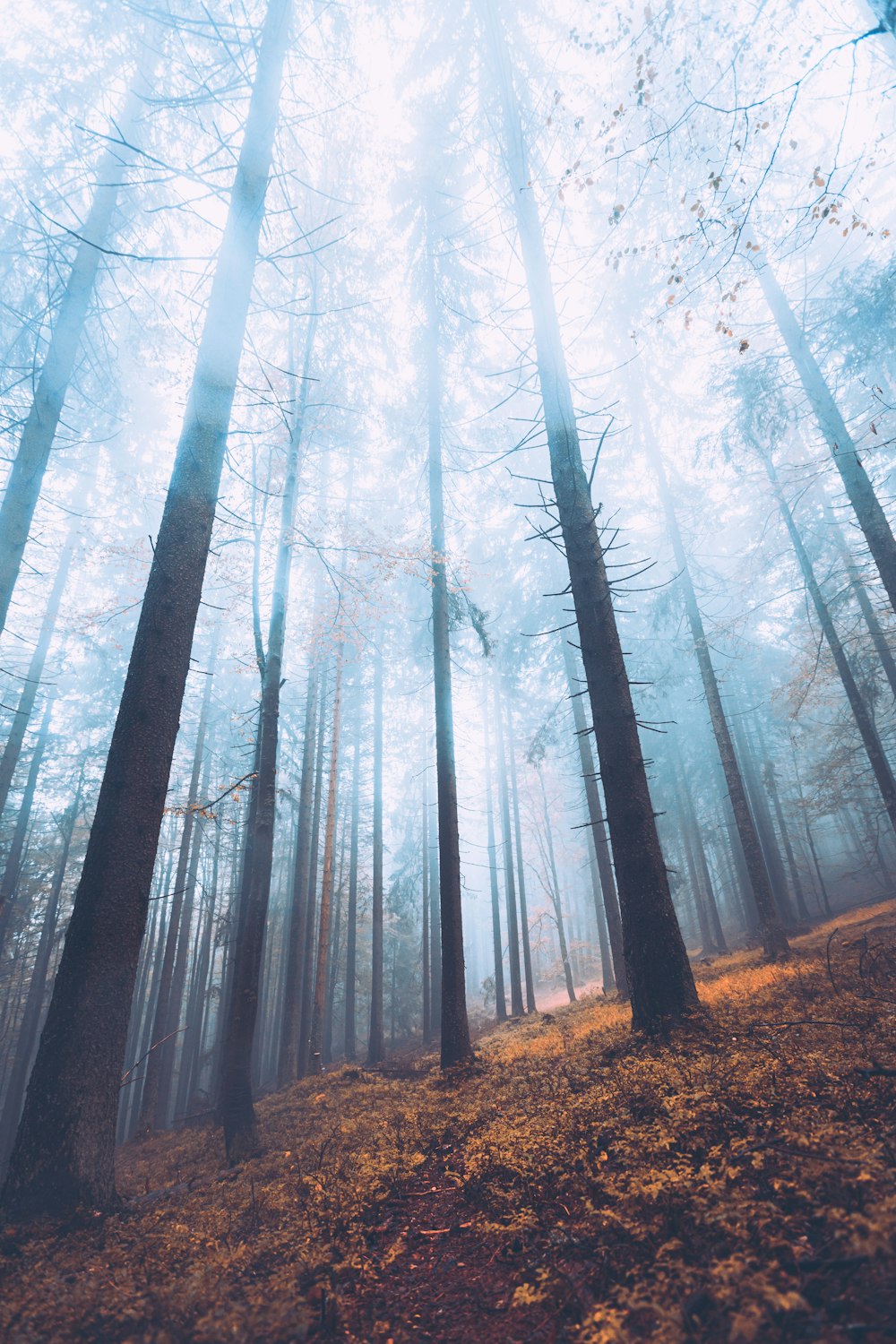 a forest filled with lots of tall trees