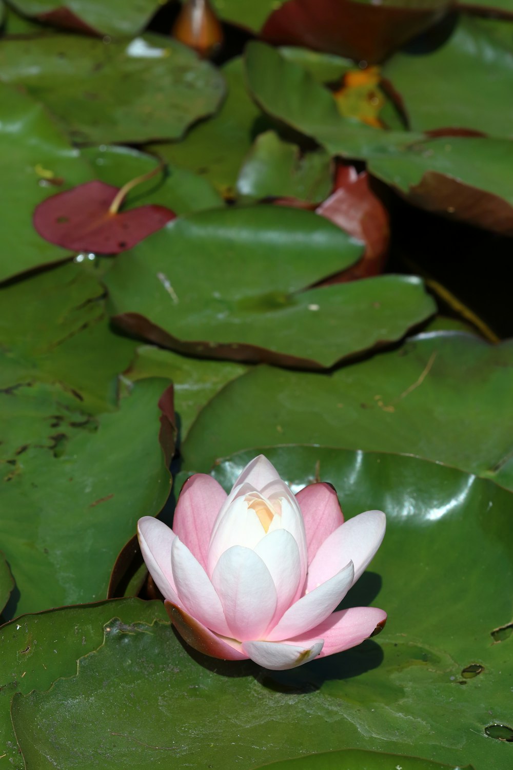 pink lotus flower on water