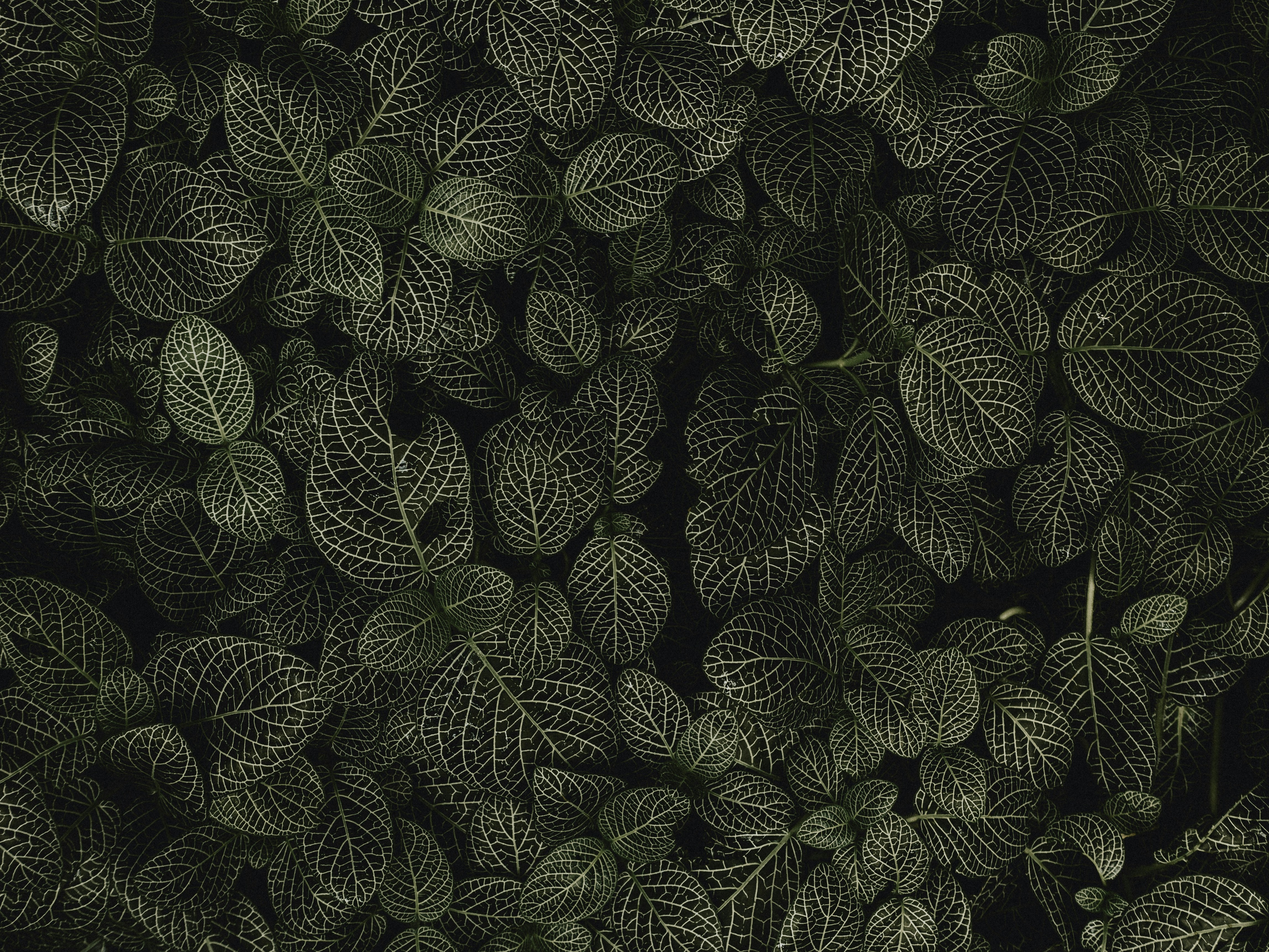 green and black leaf plant