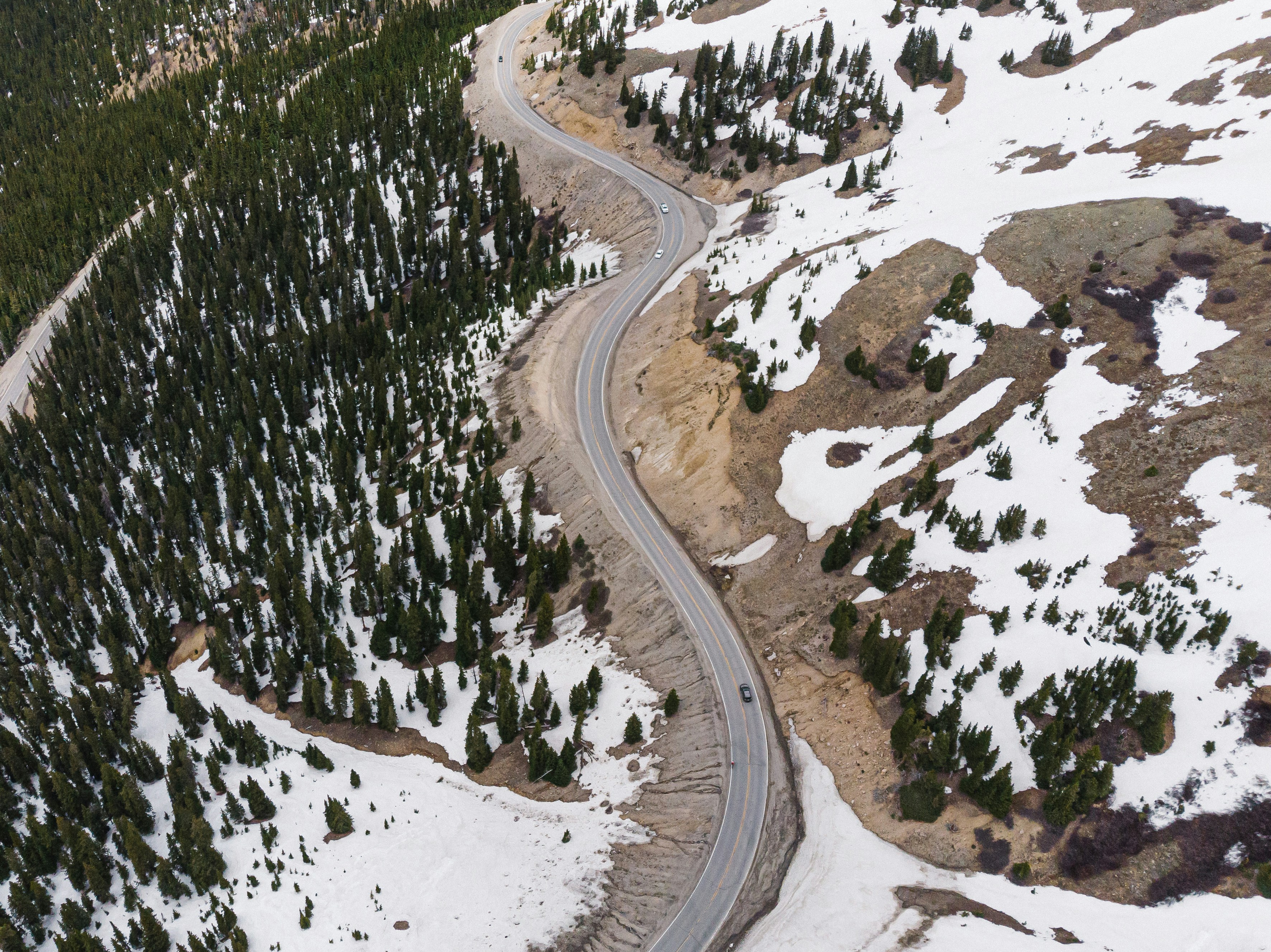 green pine trees on snow covered ground