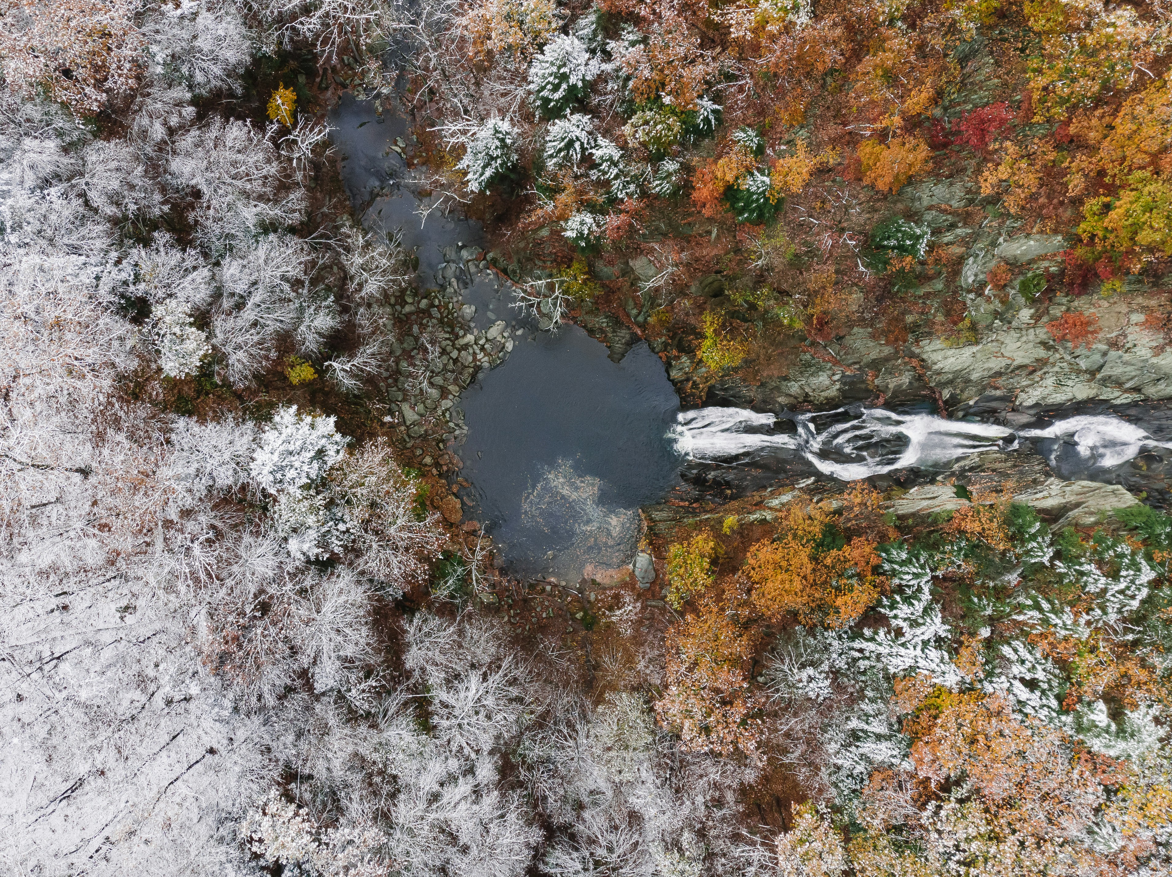green and yellow leaves on river