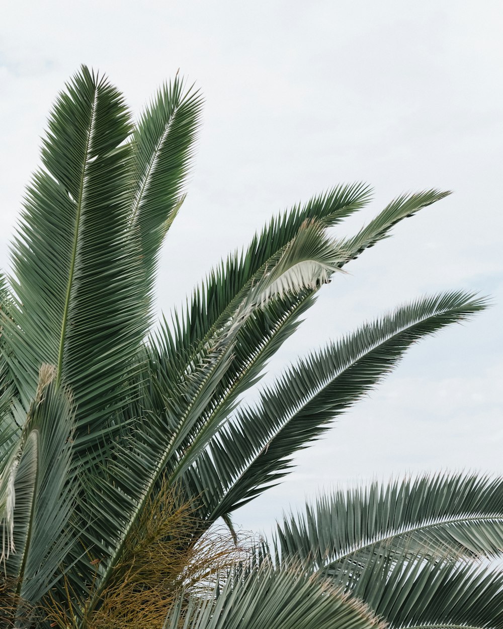 green palm tree under white clouds during daytime