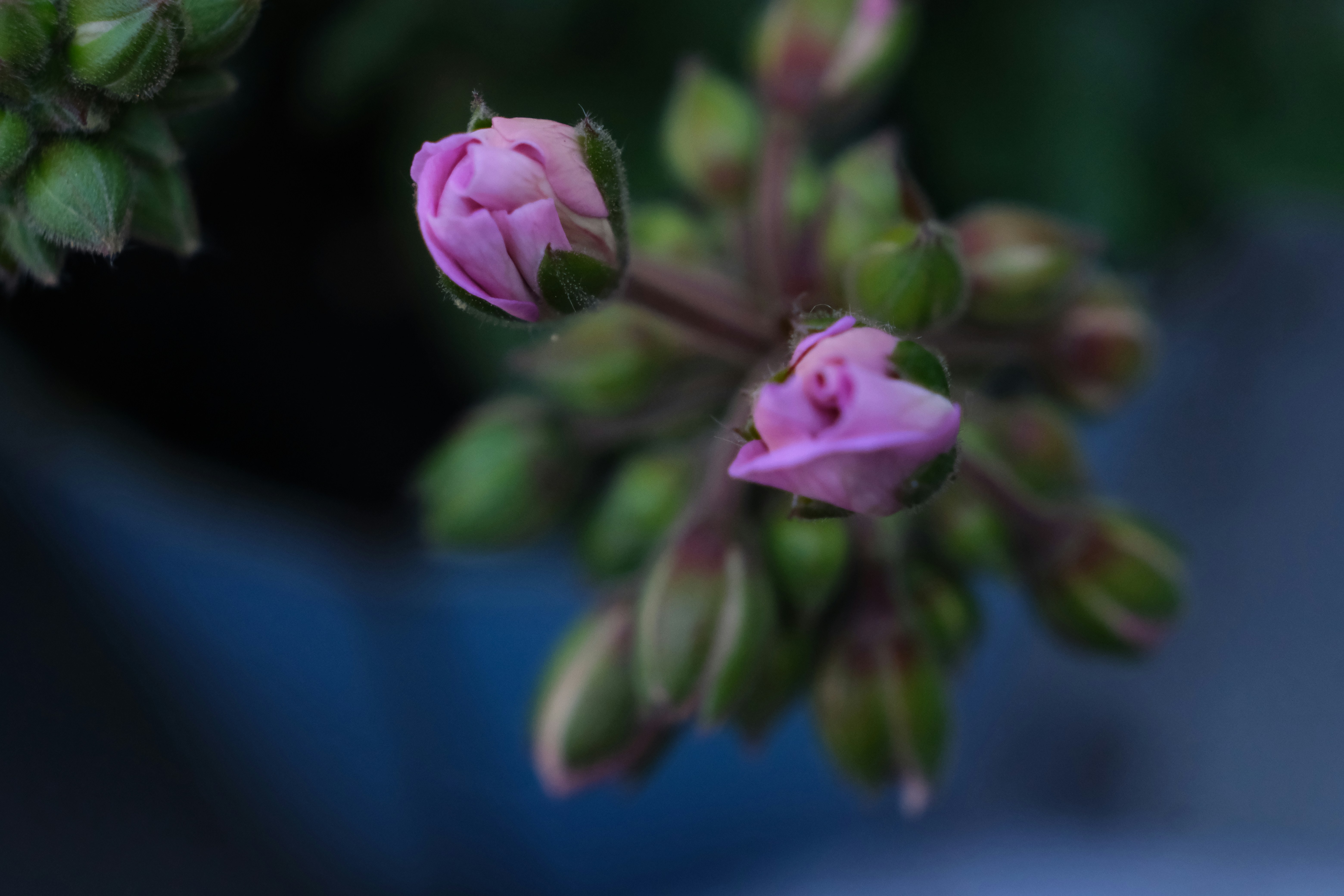 purple flower in tilt shift lens