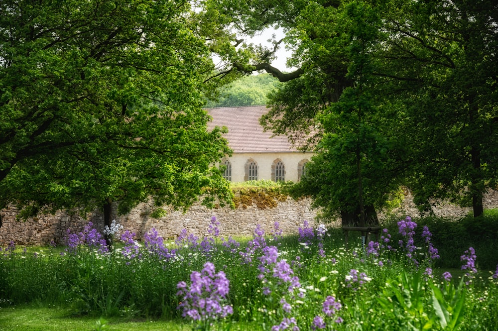 purple flowers near green trees and brown concrete building during daytime