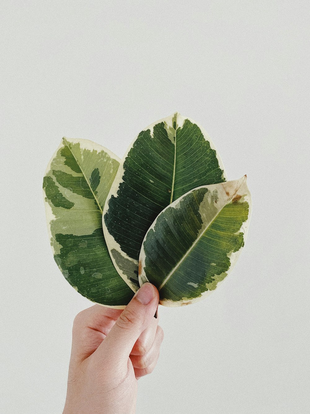 person holding green leaves on white background