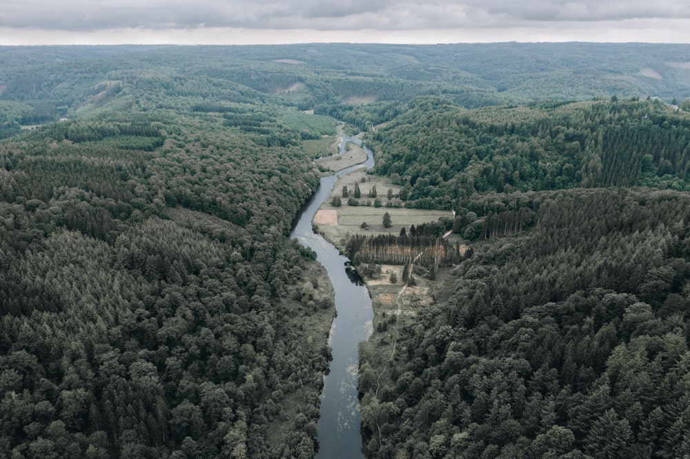 aerial view of green trees and river during daytime