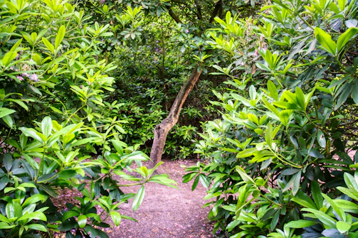 A newly created garden path winding through a lush green space with young trees and shrubs.