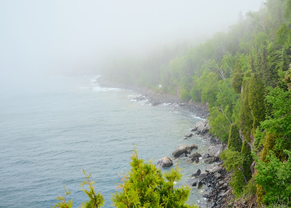 green trees near body of water during daytime