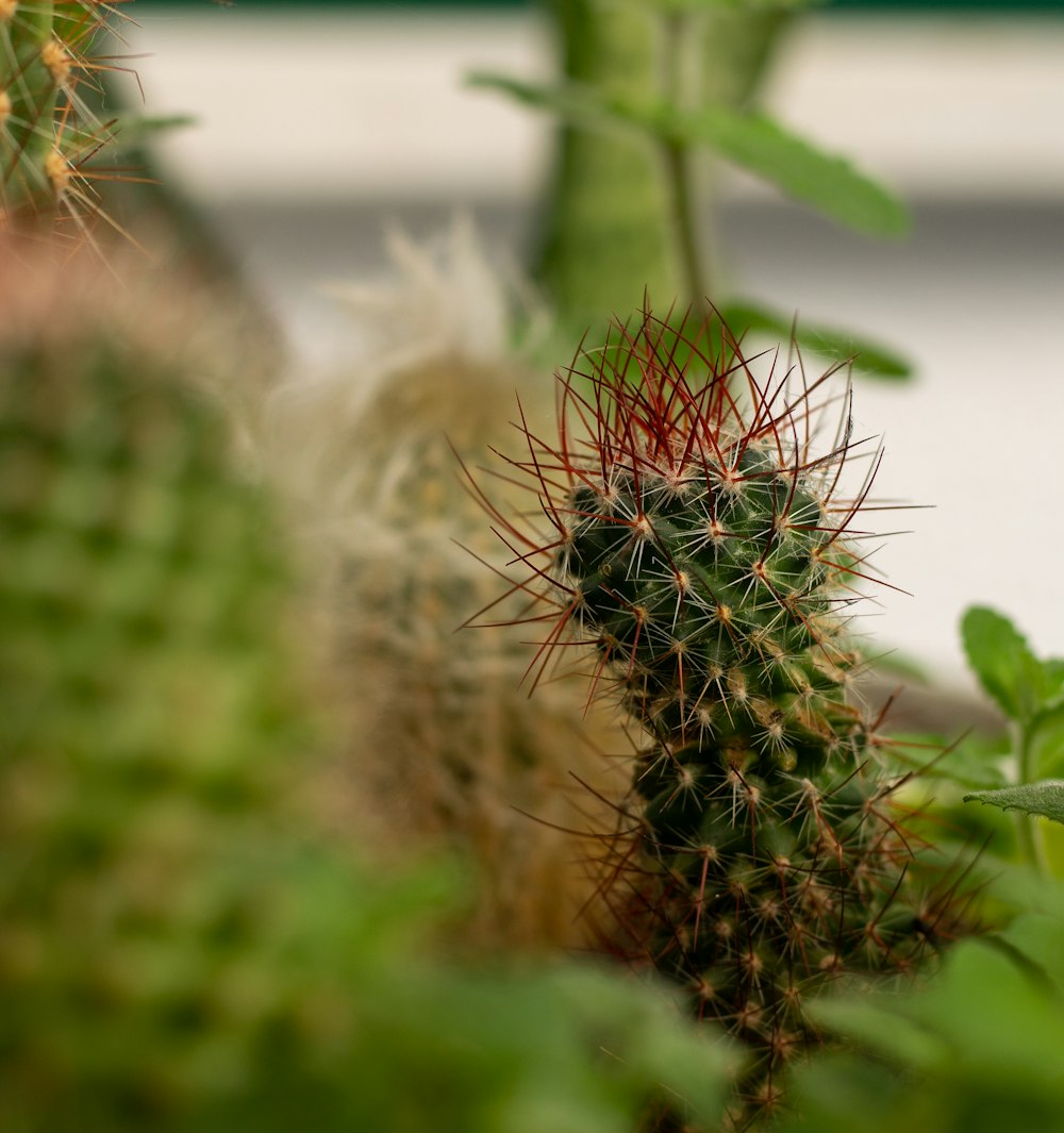 green cactus plant in close up photography