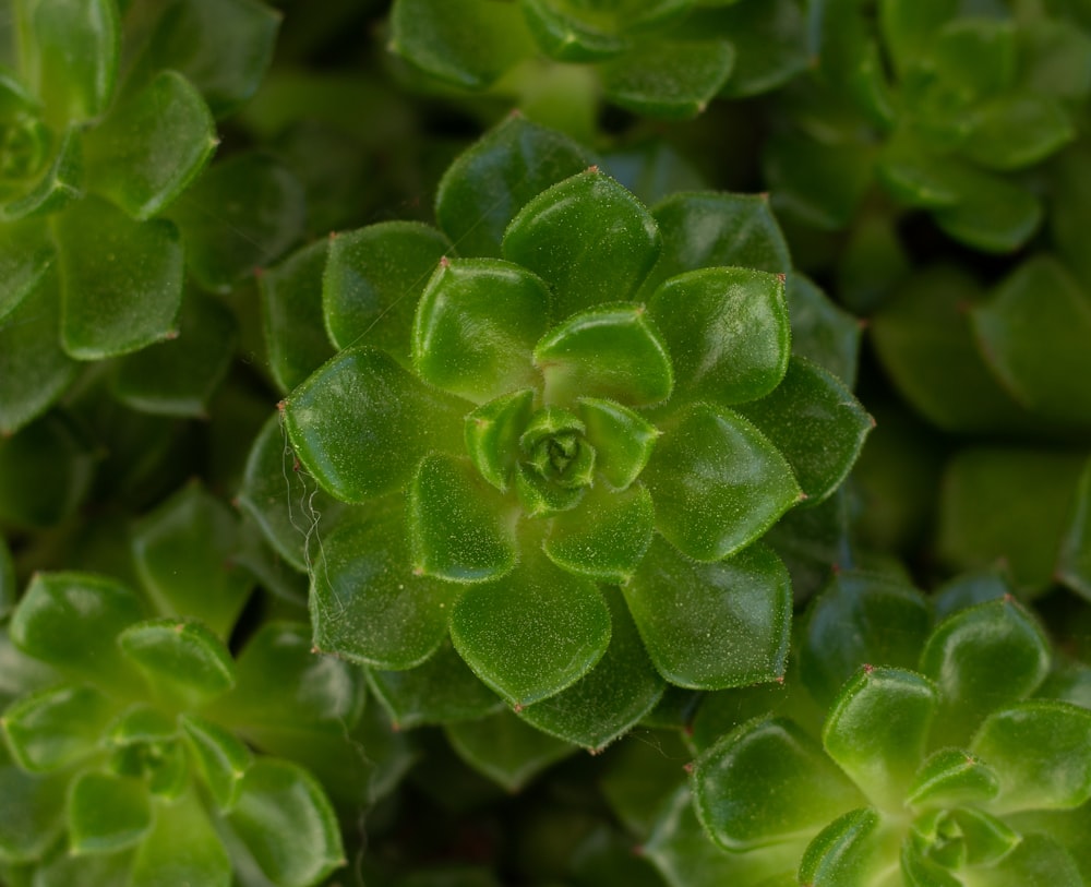 green plant in close up photography