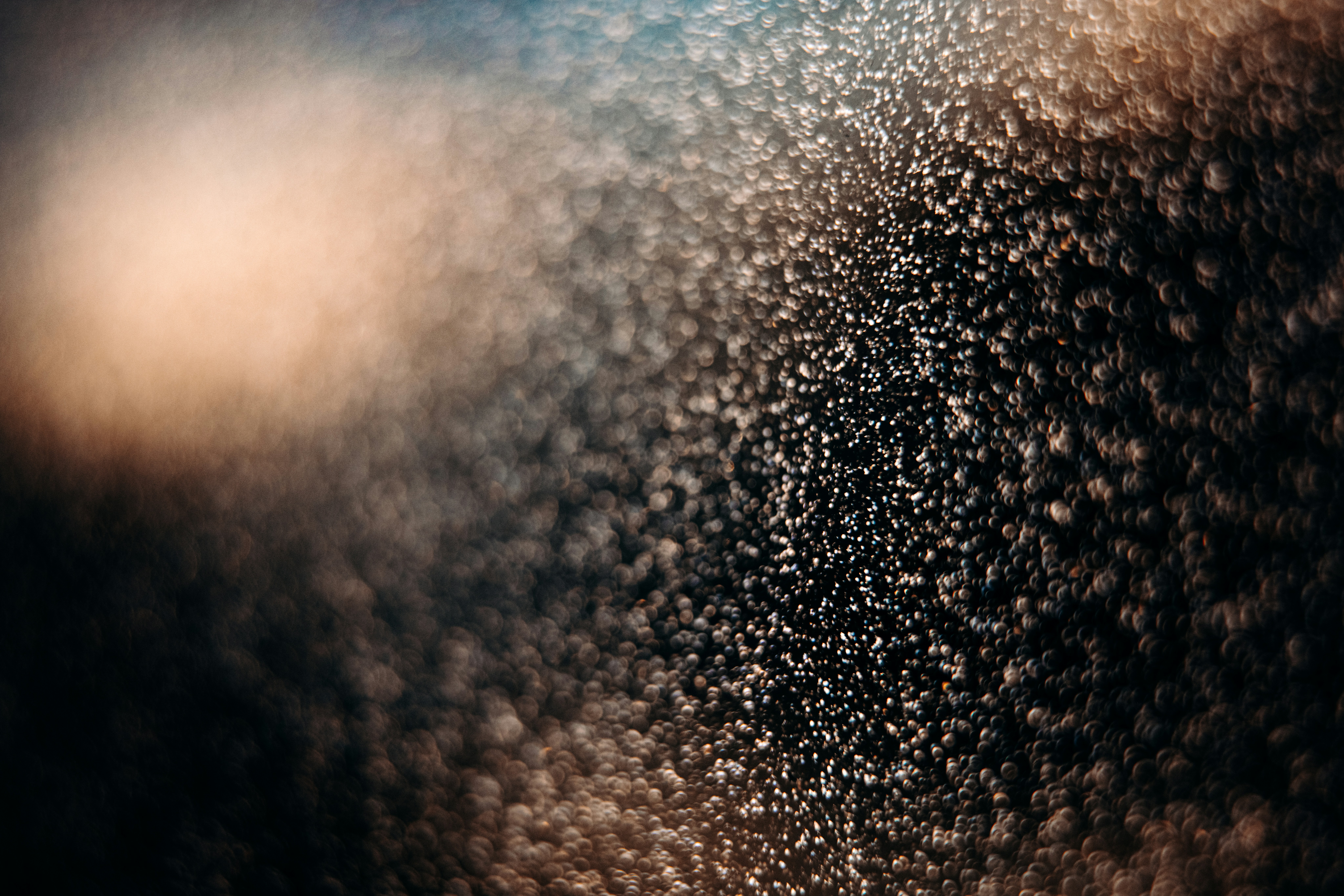 Revamp Your Garden With a Gorgeous Ponytail Palm