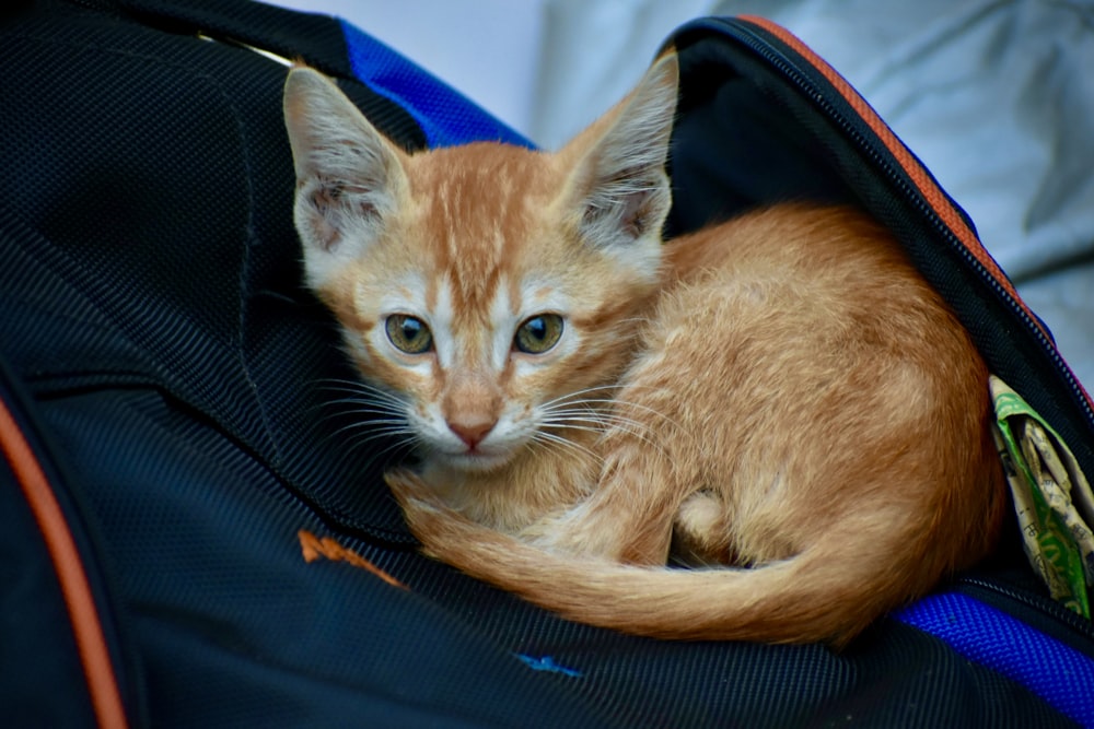 orange tabby cat on black textile