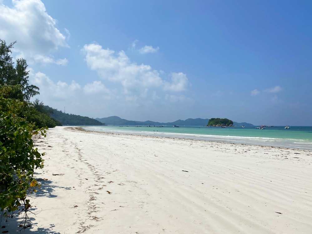 plage de sable blanc près des arbres verts sous le ciel bleu pendant la journée