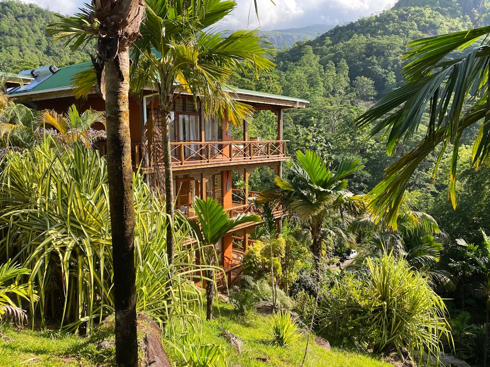 green palm tree near brown wooden house during daytime