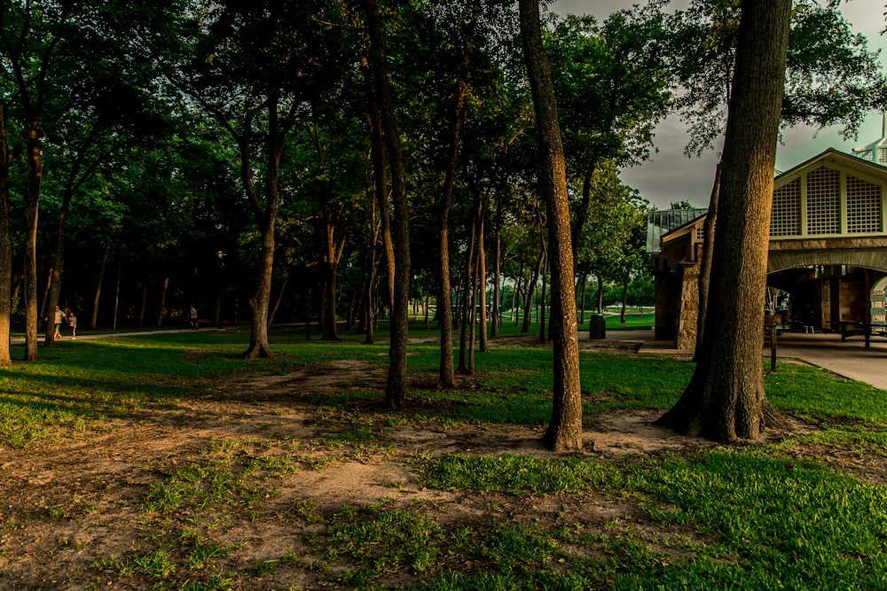 green trees on brown grass field during daytime