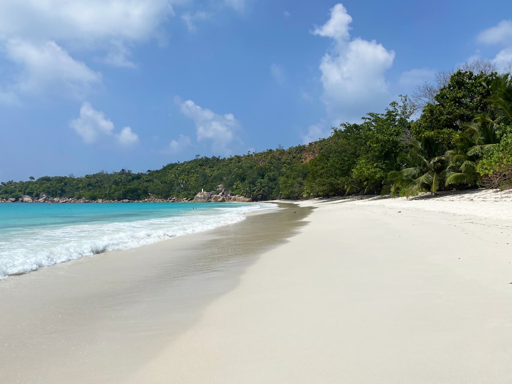 green trees on white sand beach during daytime