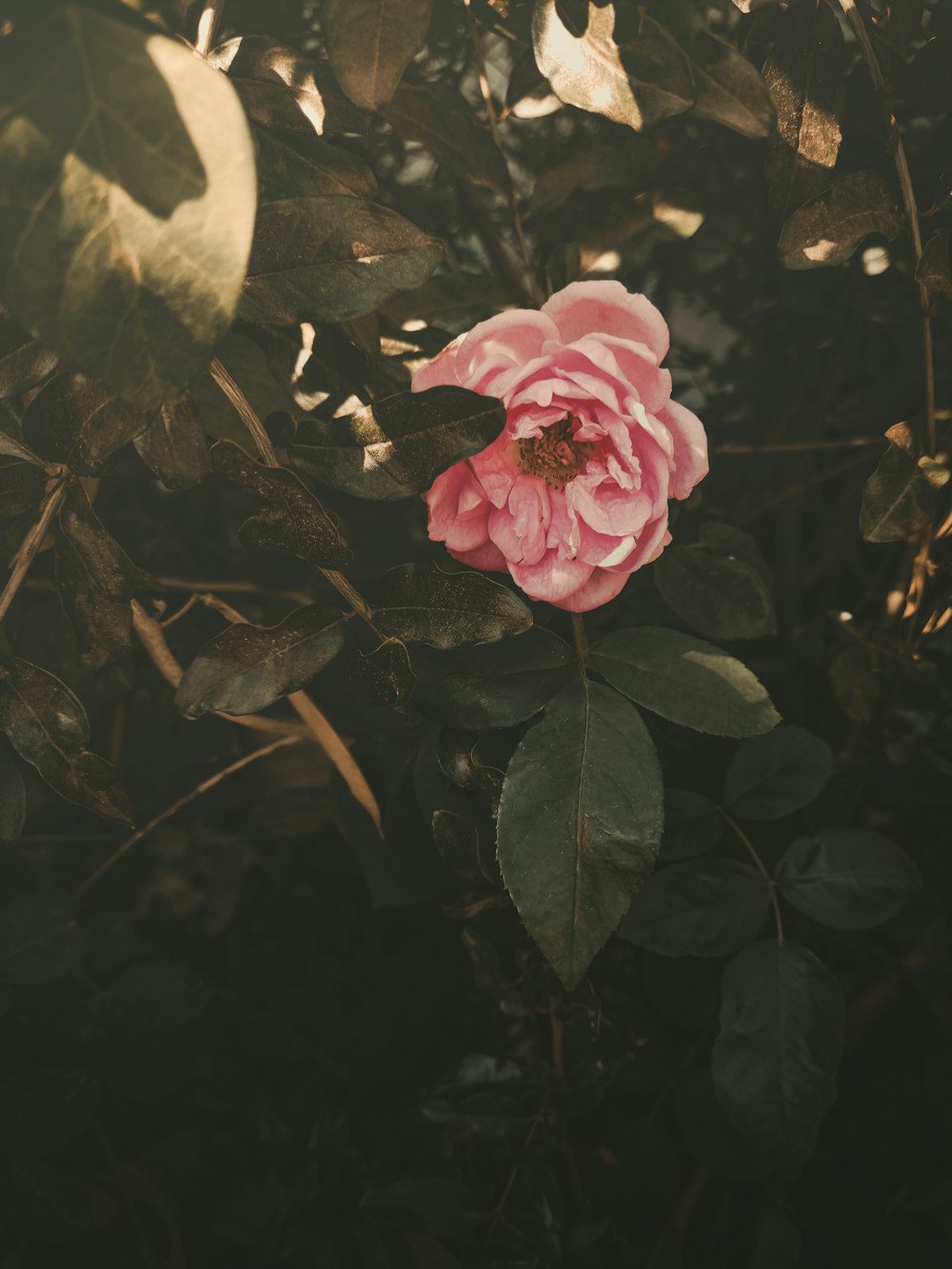 pink rose in bloom during daytime