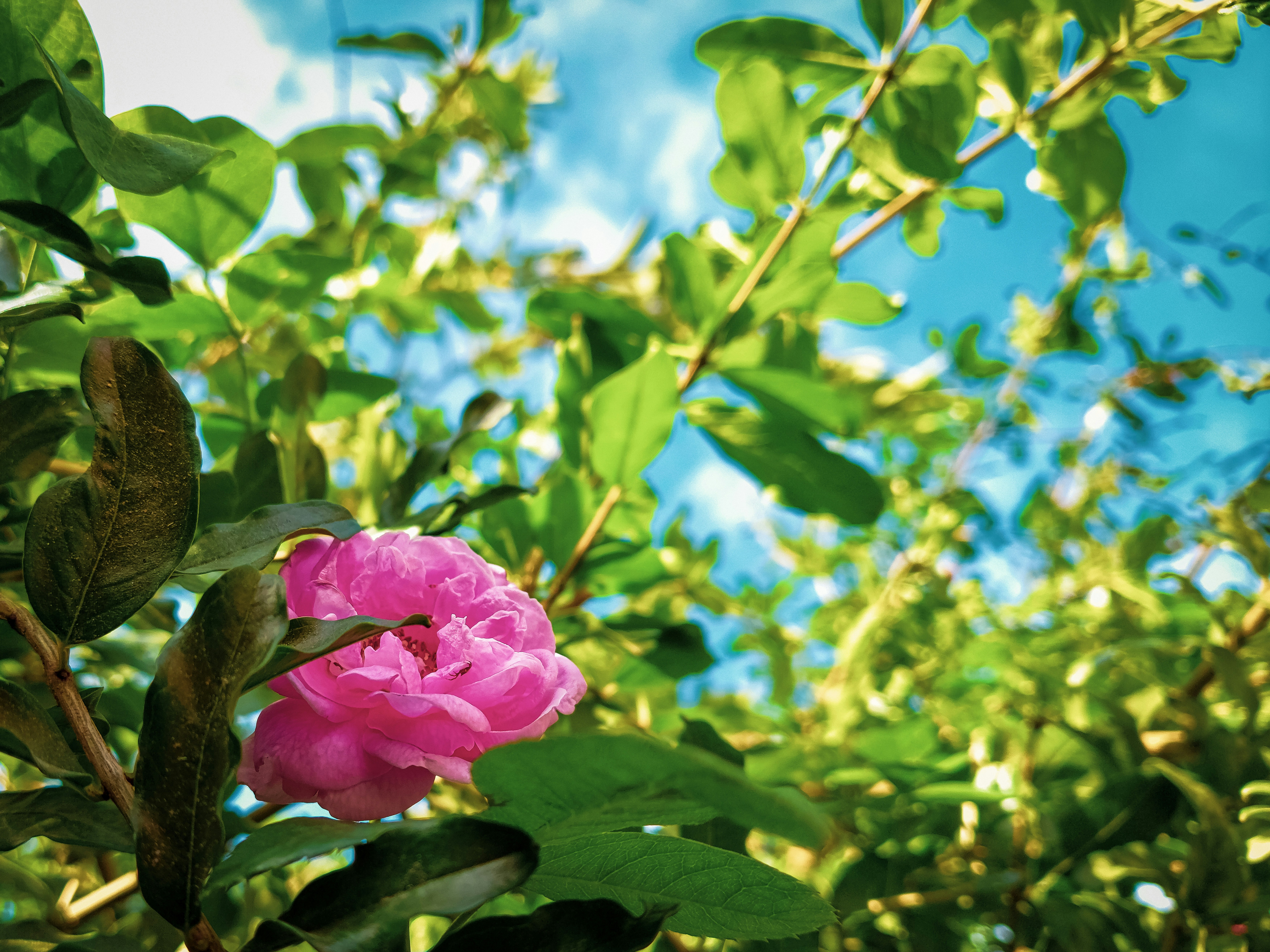 Photo by prithiviraj