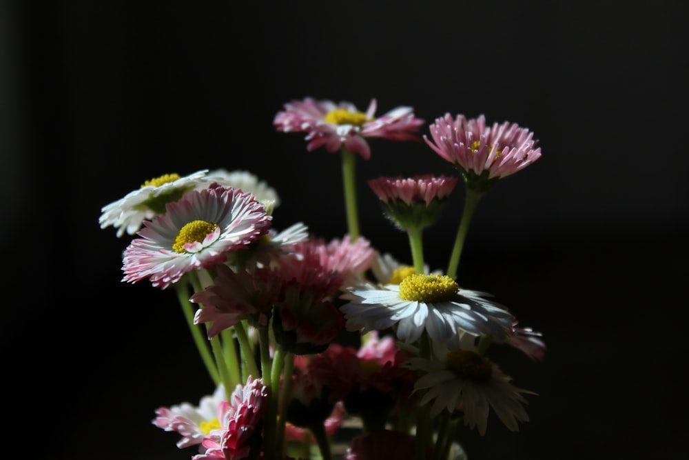 purple and white flowers in tilt shift lens