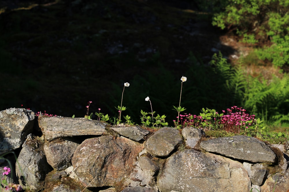 pink flowers on gray rock near body of water during daytime