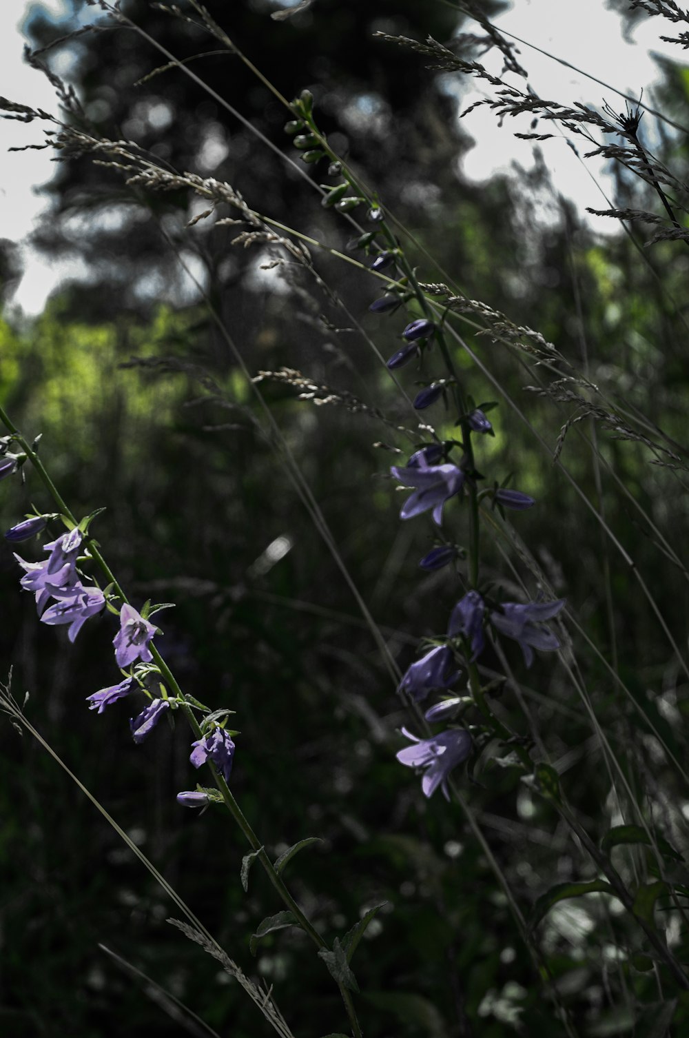 purple flower in tilt shift lens